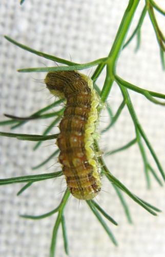 Helicoverpa armigera