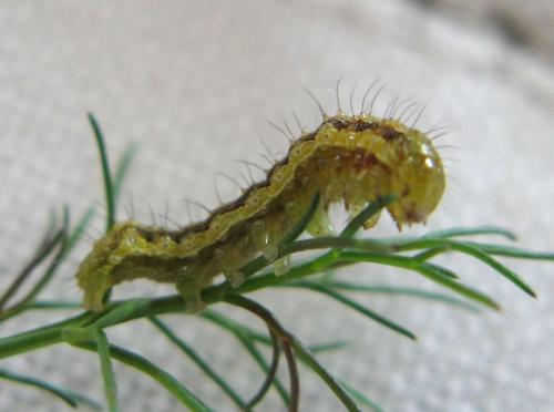 Helicoverpa armigera