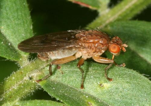 Réf. 39 662 : Suillia sp.