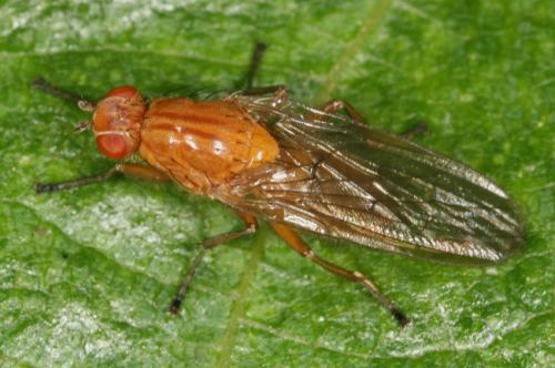 Dryomyza flaveola