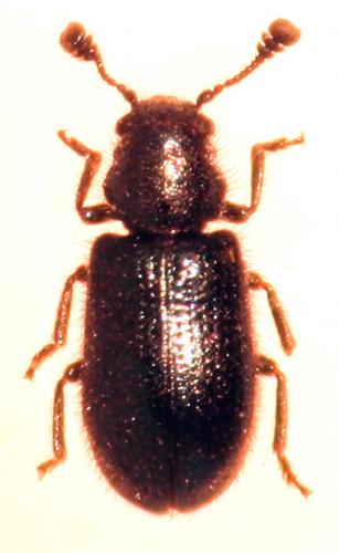 Réf. 39 748 : Necrobia violacea