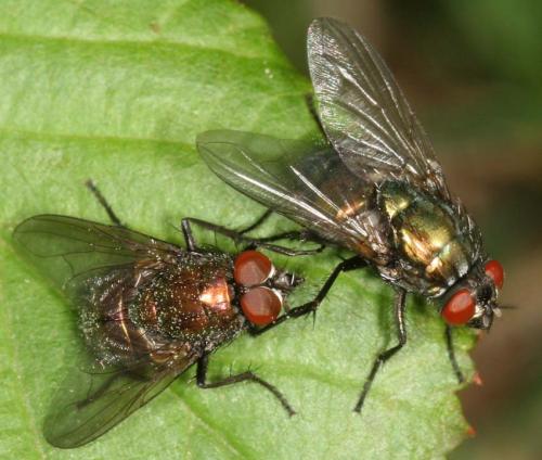 Réf. 39 159 : Eudasyphora sp.