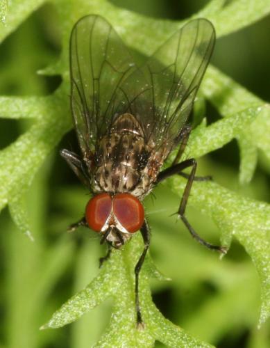 Hylemya sp.