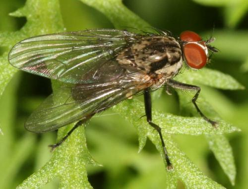 Hylemya sp.