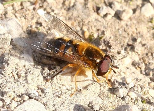 Epistrophe eligans
