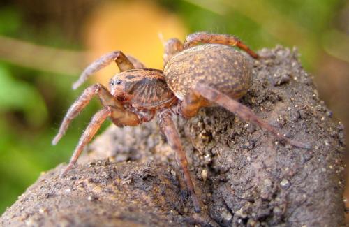 Réf. 39 391 : Trochosa sp.