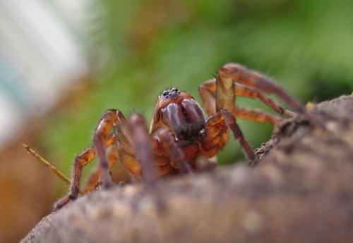 Trochosa sp.