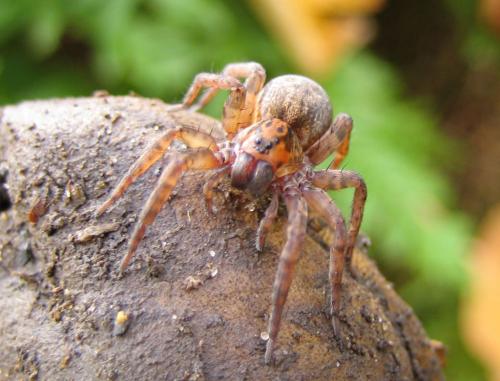 Trochosa sp.