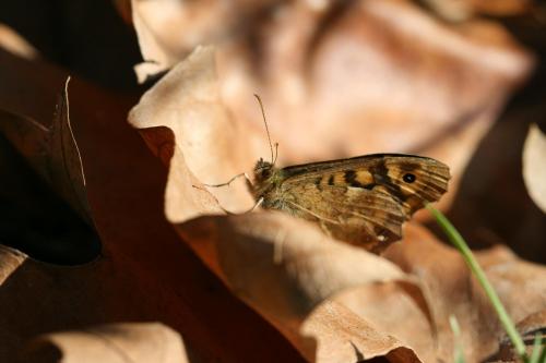 Pararge aegeria