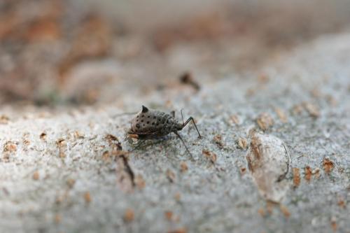 Tuberolachnus salignus