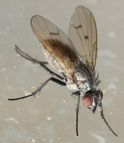 Anthomyia confusanea