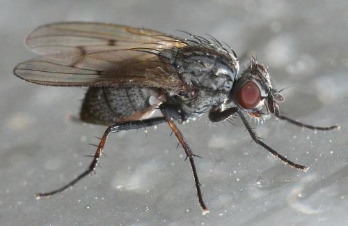 Anthomyia confusanea