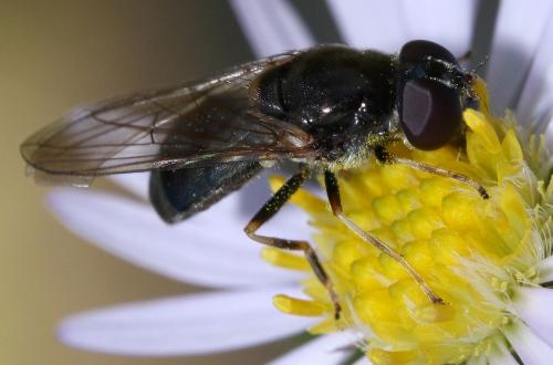 Réf. 39 022 : Cheilosia scutellata