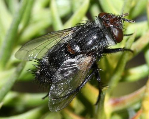 Réf. 39 094 : Pseudogonia sp.