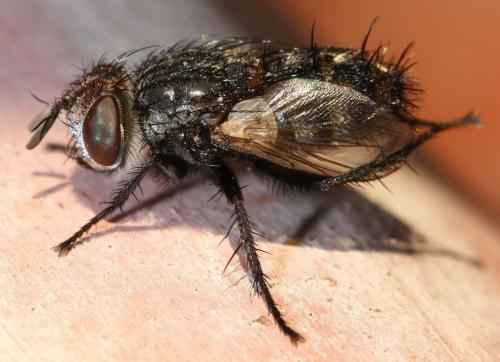 Réf. 39 095 : Pseudogonia sp.