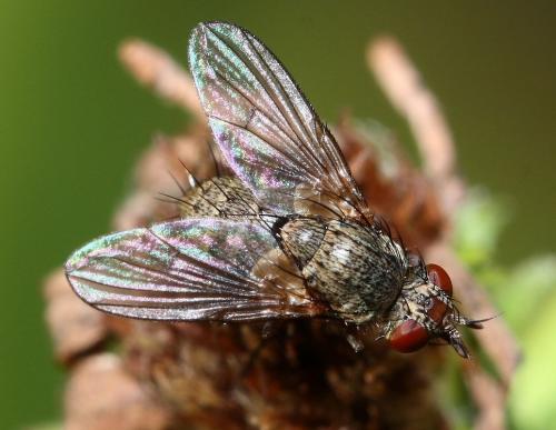 Réf. 39 127 : Siphona sp.