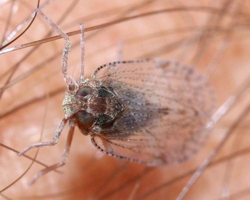 Cixius sp.
