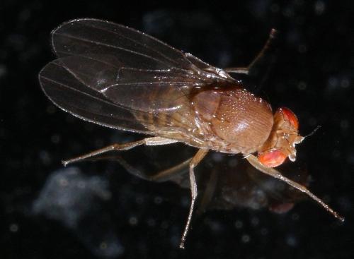Drosophila immigrans