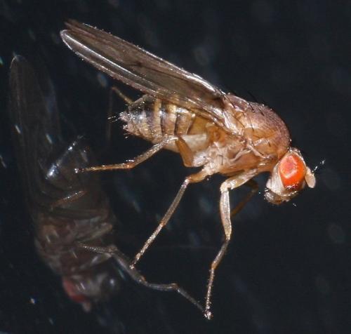 Drosophila immigrans