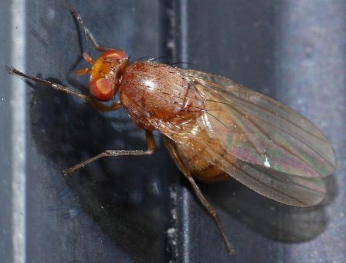 Réf. 39 254 : Sapromyza sp.