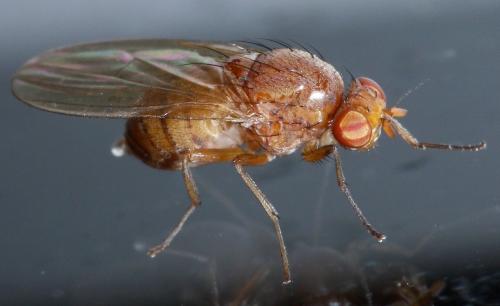 Réf. 39 255 : Sapromyza sp.