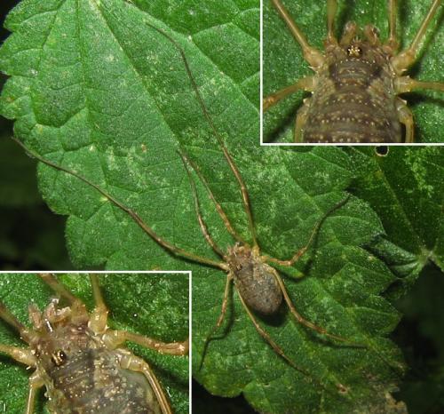 Oligolophus tridens