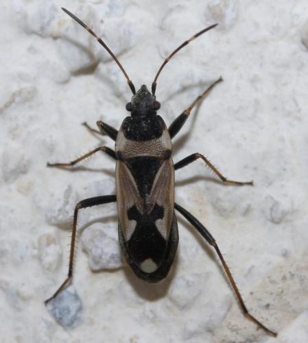 Raglius confusus