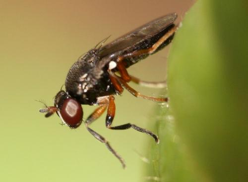 Réf. 39 554 : Trimerina indistincta