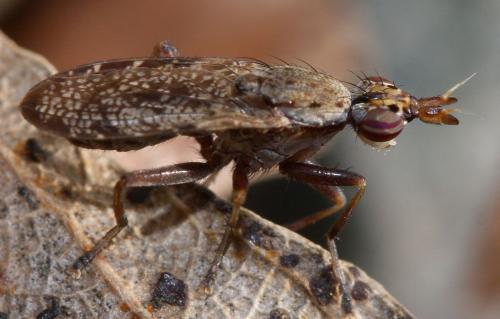 Euthycera alaris