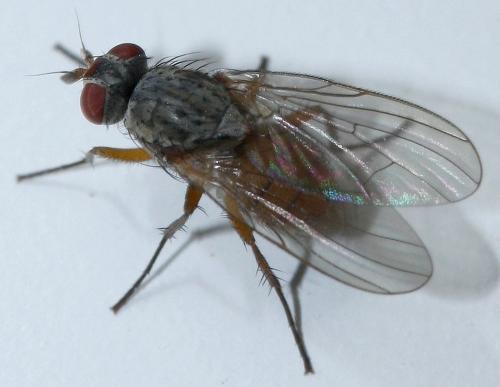 Réf. 39 720 : Pegomya sp.