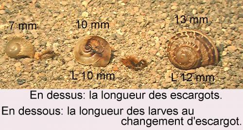 Drilus flavescens