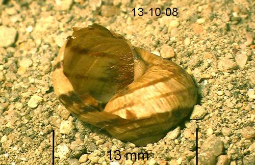 Drilus flavescens