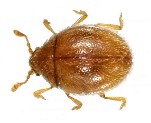 Réf. 39 196 : Sphaerosoma quercus