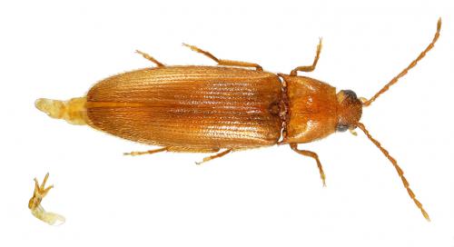 Réf. 39 238 : Porthmidius austriacus