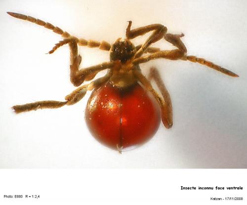 Gibbium sp.