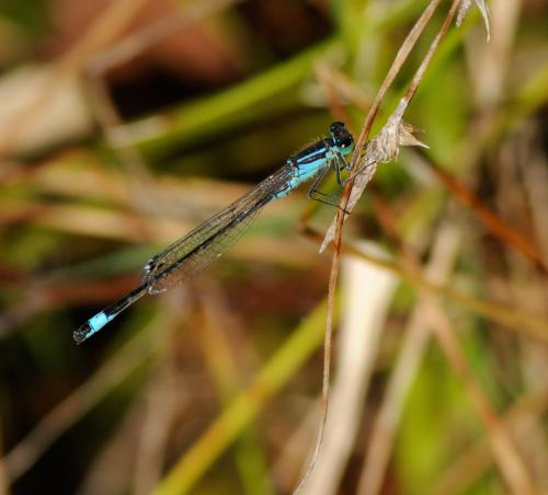 Ischnura elegans