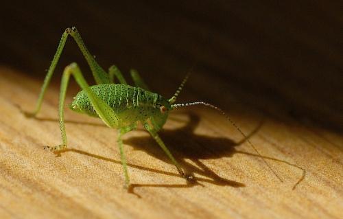 Leptophyes punctatissima