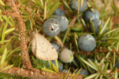 Réf. 39 319 : Thera juniperata