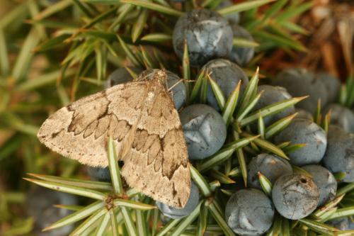 Réf. 39 332 : Thera juniperata