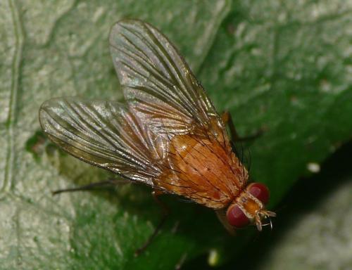 Phaonia pallida