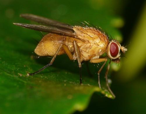 Réf. 39 049 : Phaonia pallida
