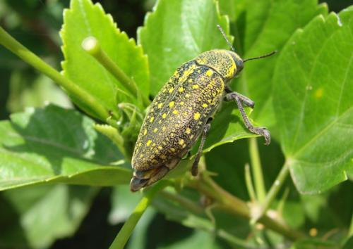 Julodis aequinoctialis aequinoctialis