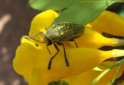 Réf. 39 608 : Julodis aequinoctialis