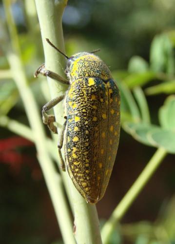Julodis aequinoctialis aequinoctialis