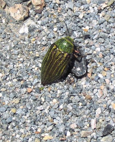 Julodis pubescens