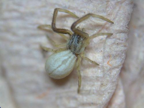 Uloborus walckenaerius
