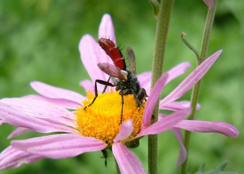 Réf. 39 079 : Cylindromyia bicolor