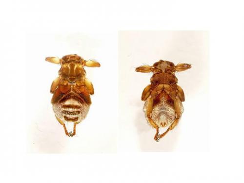 Lipoptena cervi