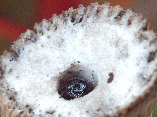Pemphredon sp.