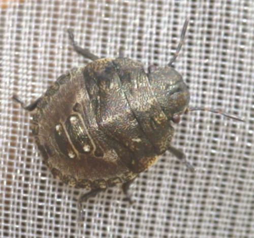 Eurygaster testudinaria